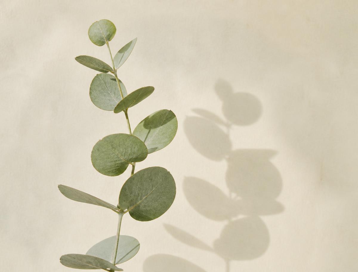 A single eucalyptus stem casting a soft shadow on warm cream paper